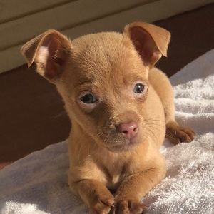 Meet your Posher, Carolina